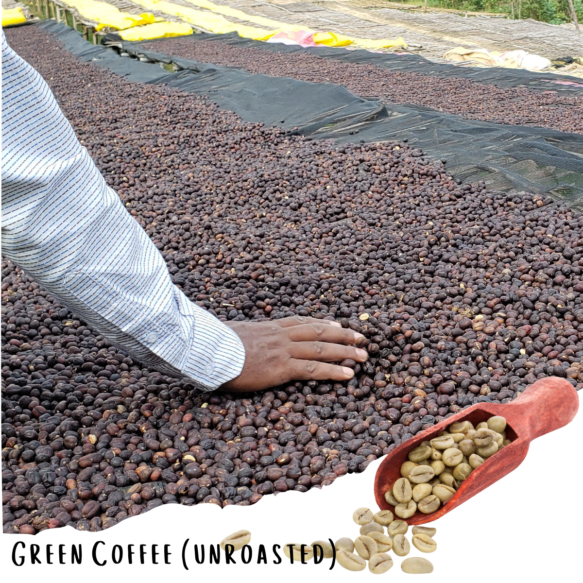 Gedeb Wuri Banana Anaerobic Ethiopian Specialty Coffee (Unroasted)
