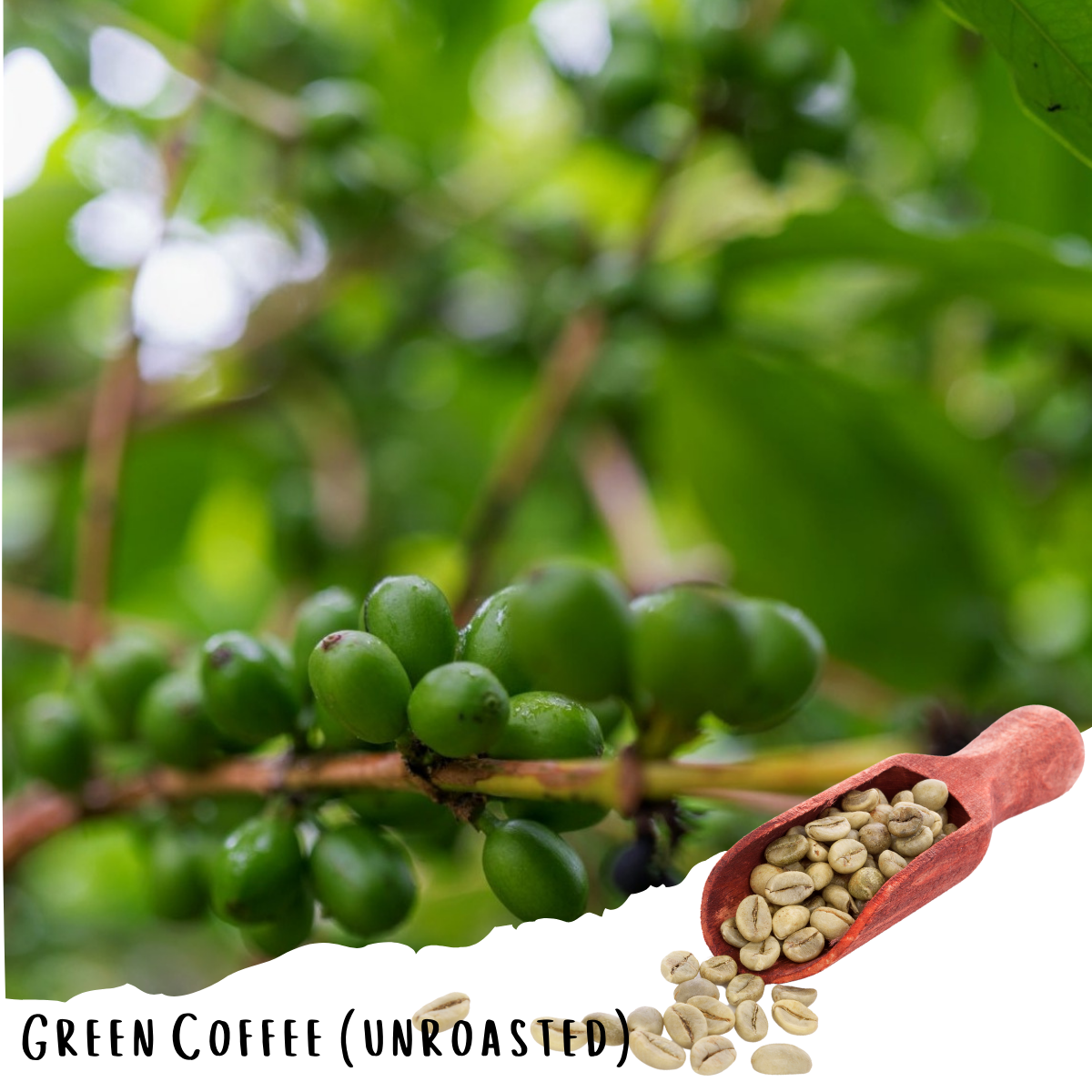 Yirgacheffe Wonago G1- Natural Ethiopian Specialty Coffee (Unroasted)