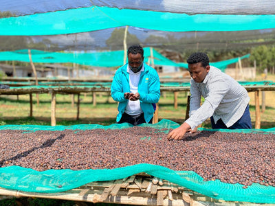 Tsegab Ayele Tulu - Farmer Direct Lot - Sidama Bona Zuria - Red Honey G1 Ethiopian Specialty Coffee