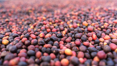 Yirgacheffe Ajere G1- Natural Ethiopian Specialty Coffee